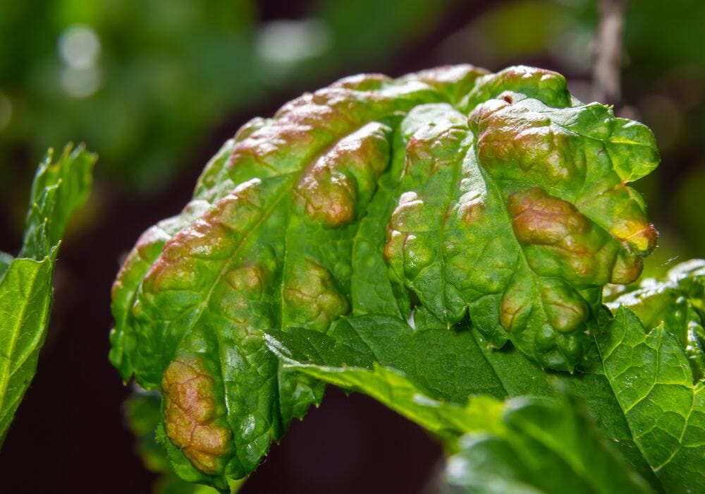 foglie con afidi