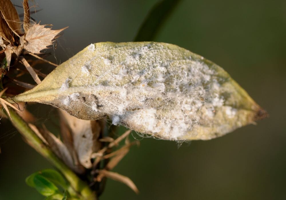 folgia con ragnatele